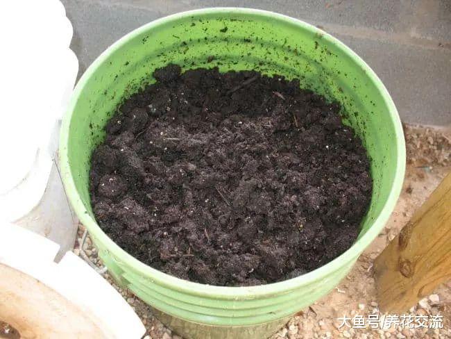 盆栽的莳萝长得特别旺盛, 叶子剪掉之后还能继续生长