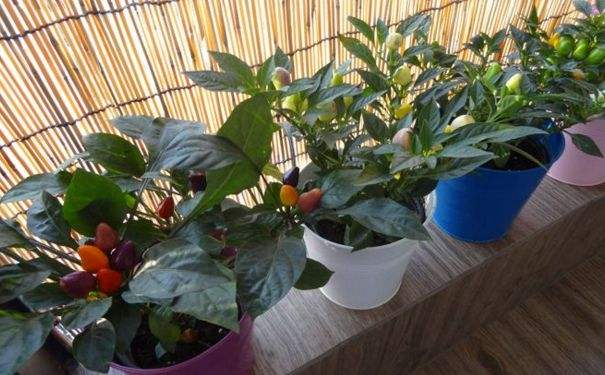 这“4种”植株最爱“阴”, 没阳光也能长, 枝条健壮叶油绿!