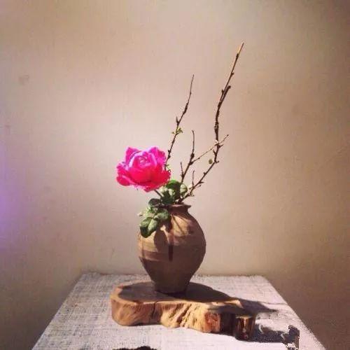 想不到糖在养花中, 还能有这么多的好处, 都怪以前知道的太少了!