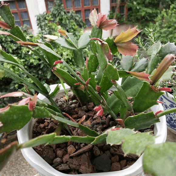 蟹爪兰老是没精神? 秋冬这么养, 满枝头都是花芽!