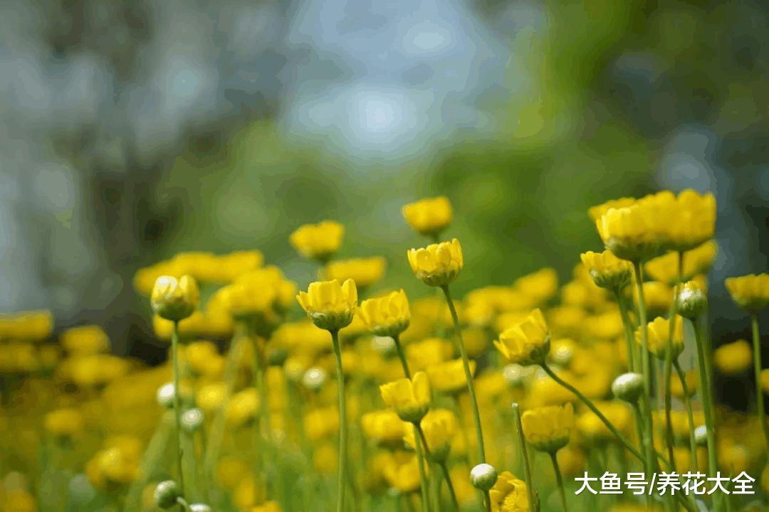 回首四月, 是一树一树的花开!