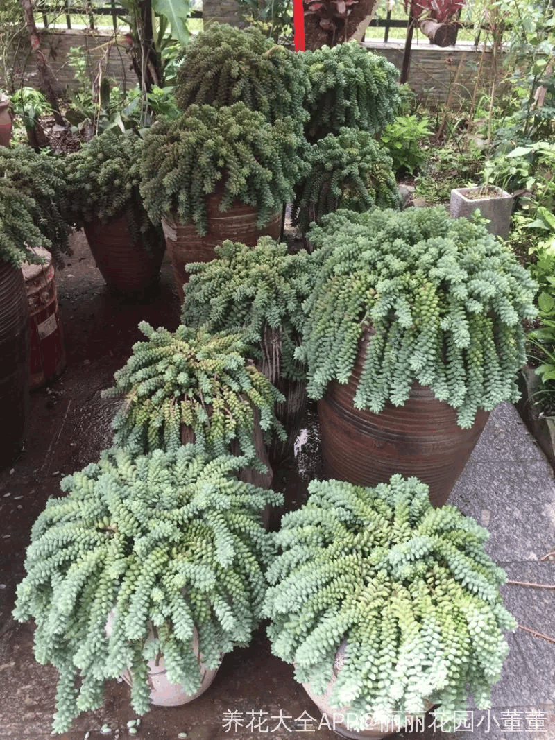 夏天的多肉还越养越好, 每一盆都是经典!