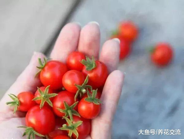 5种适合栽种在小空间的盆栽蔬菜, 在阳台上就能种出一片菜园