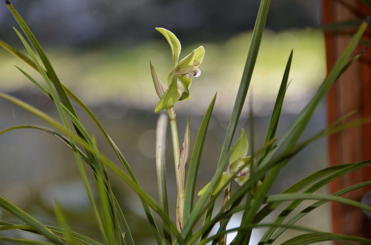 冬天在家养“兰花”, 这一点最“关键”, 根系壮花苞成串长!