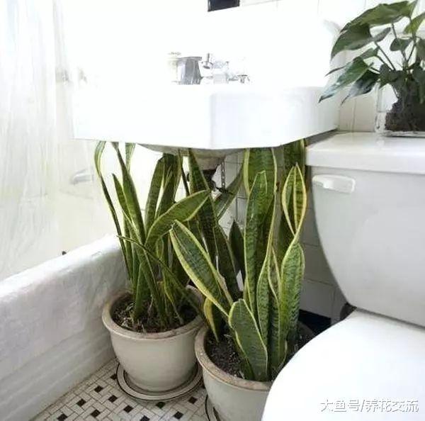 在室内养护盆栽植物最需要注意的5个事项, 养活植物很简单