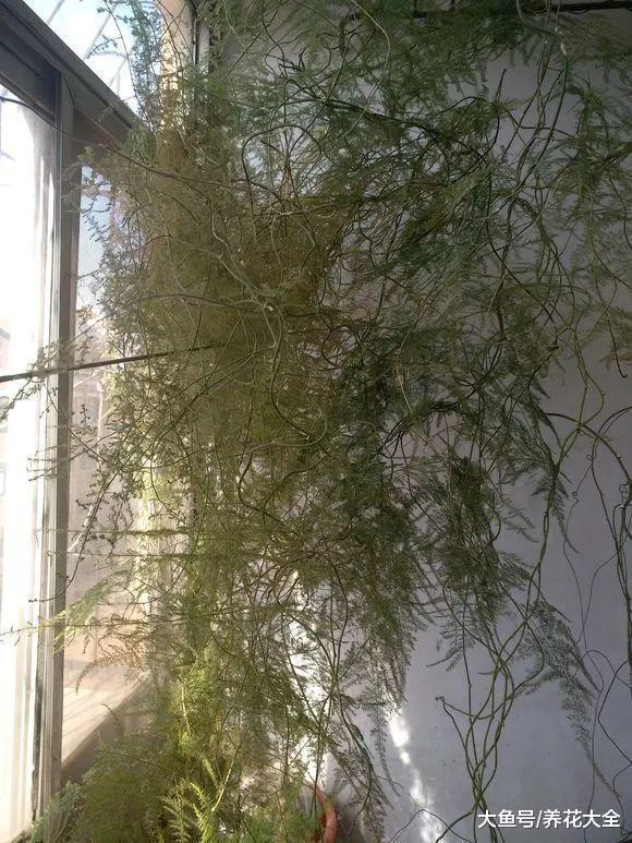别再舍不得了, 这样给文竹剪一刀, 满满的文艺感!