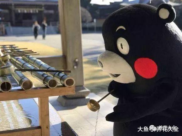 胖乎乎的熊童子, 给它砍一刀, 一盆变多盆!