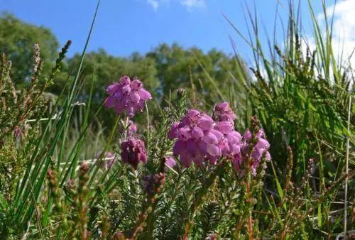 花友们都知道世界各国的国花是那些吗? 说不定你家正养着呢!