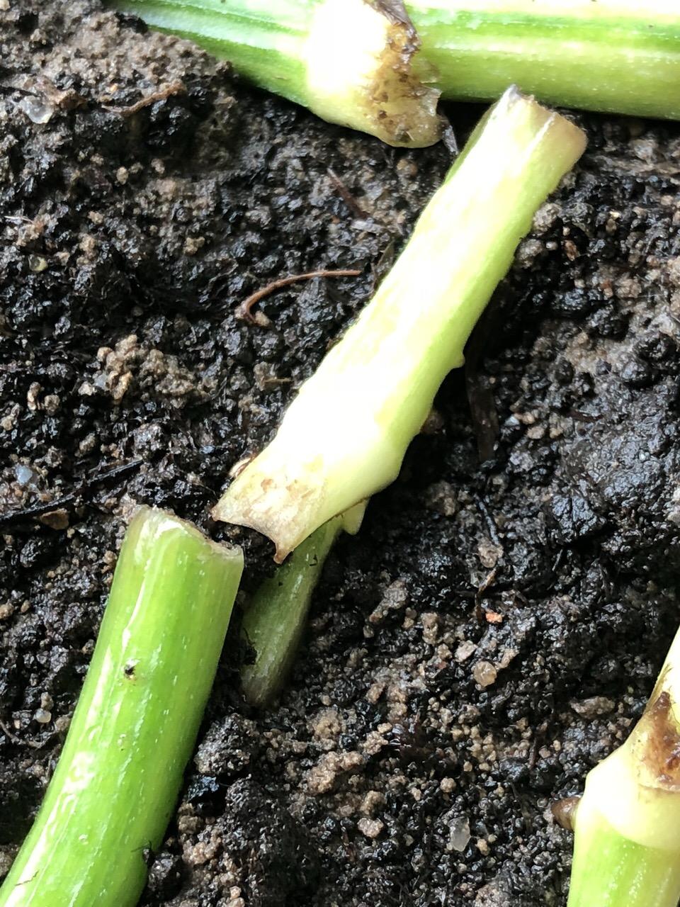 高手扦插“绿萝”, 1捆“光杆”洒土上, 3周就爆盆。网友: 新技能!