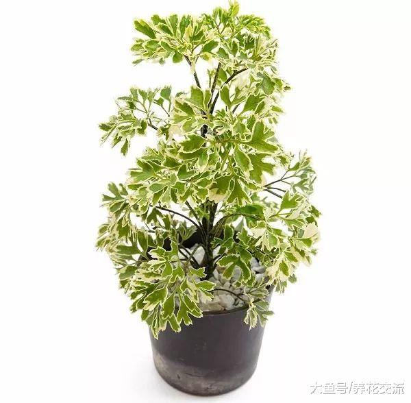 特别适合摆放在客厅的福禄桐, 原来还有不同类型的叶子