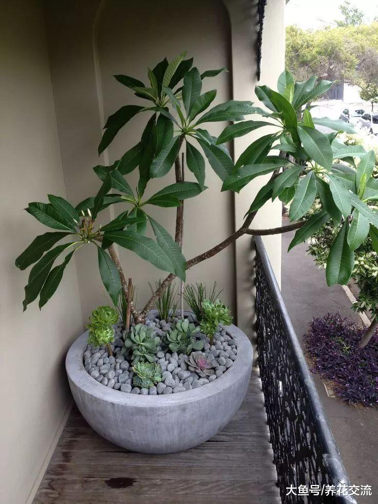 北方的花友用花盆种出热带的鸡蛋花, 养在阳台上也能每年开花