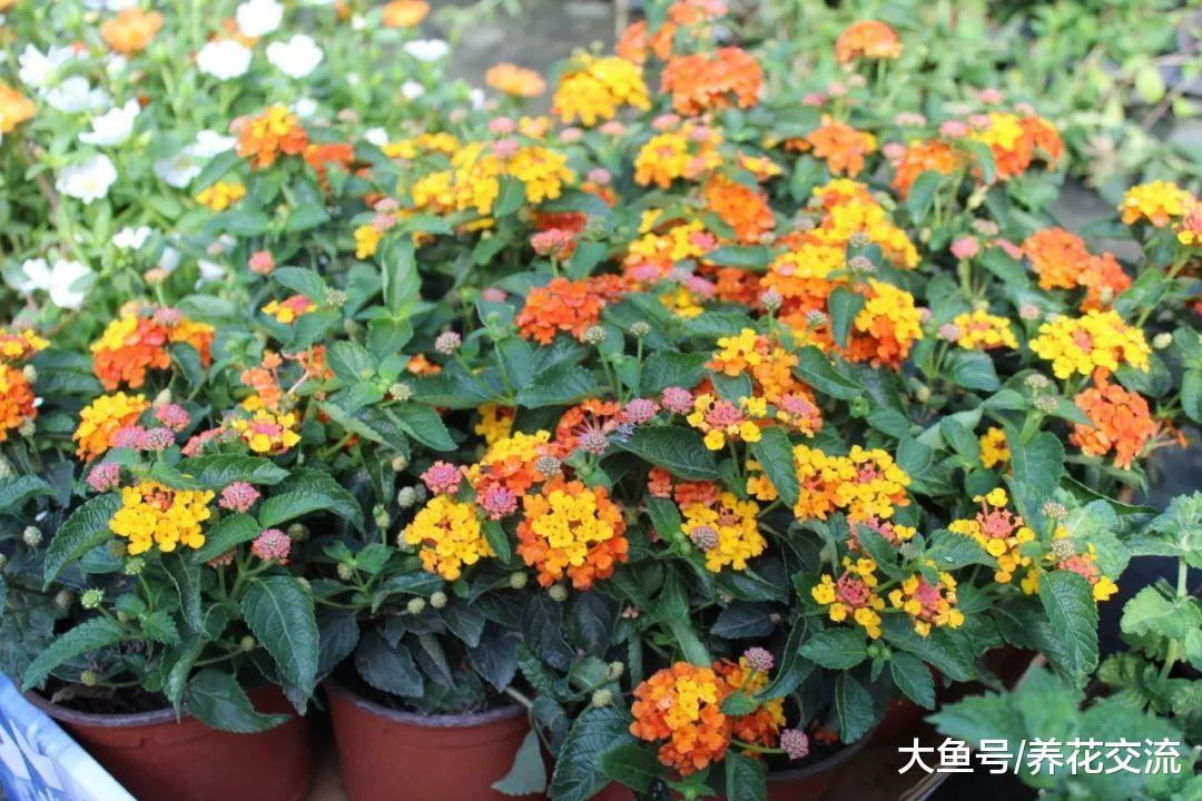 8种养在花盆里就能四季连续不断开花的植物, 新手也能养好