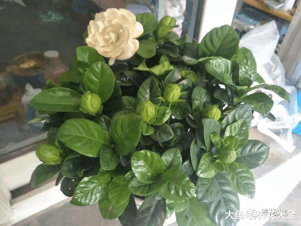 刚买回来的花3天就蔫了? 学1招, 让它水灵灵长到爆盆!