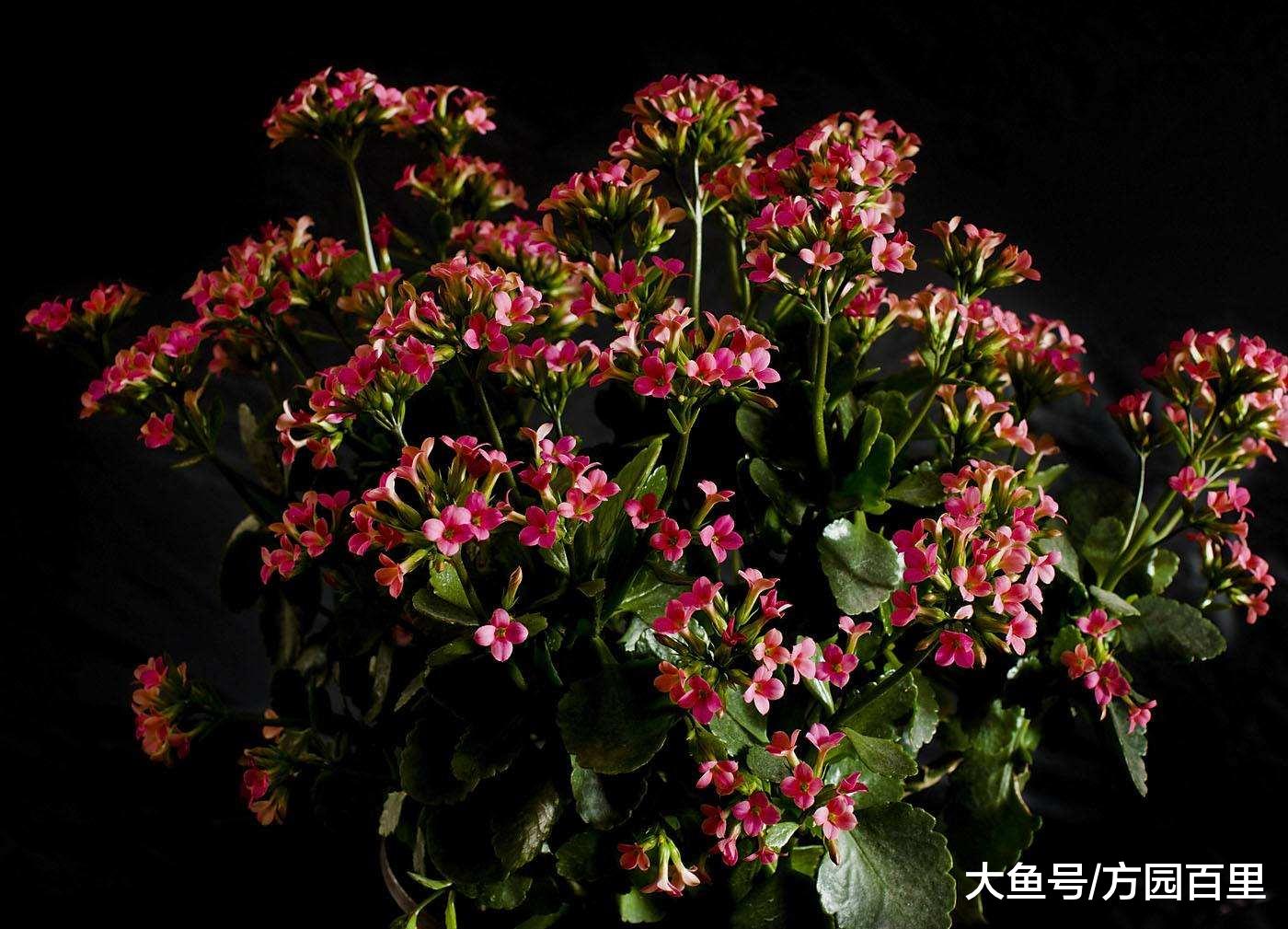 高贵优雅的冬季花卉——长寿花