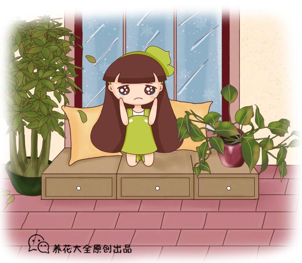 绿萝放错位置, 叶子发蔫不停掉!