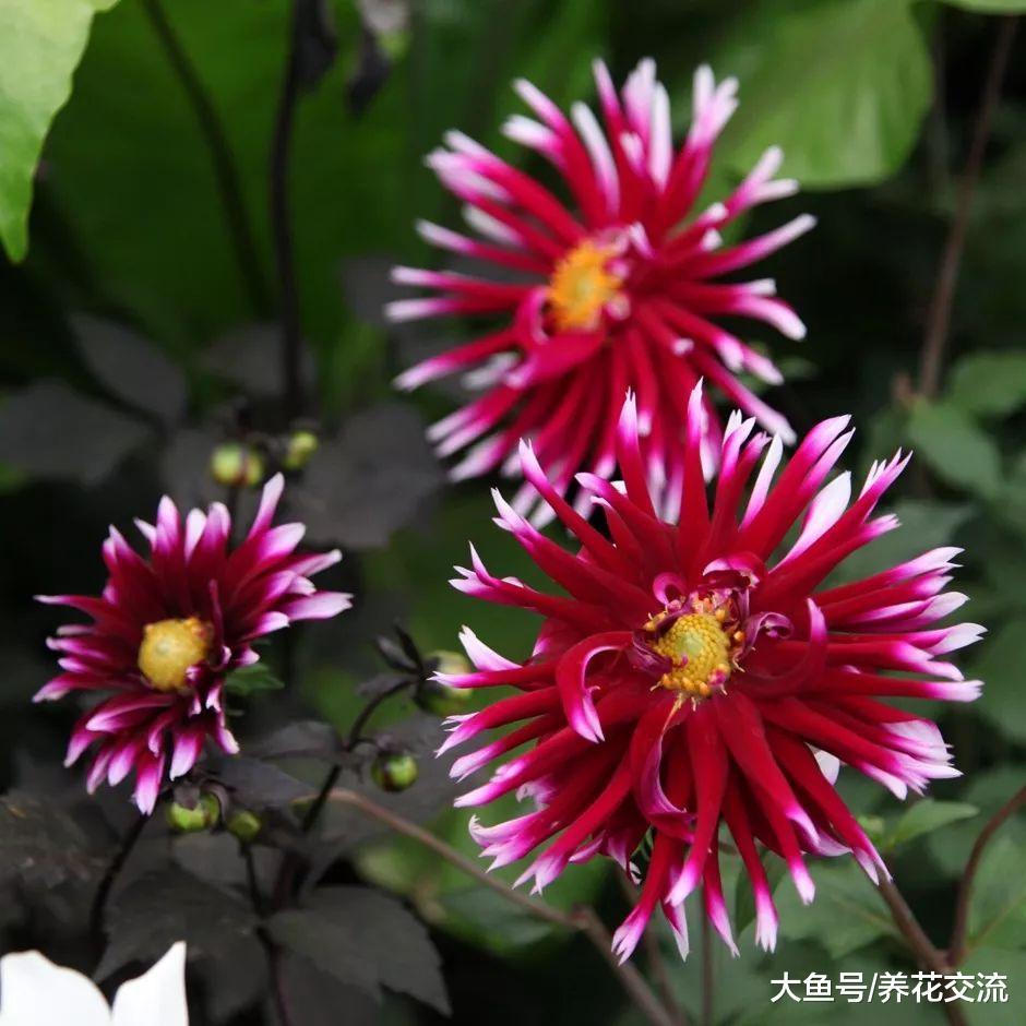 大丽花养在院子里比向日葵还美, 用这些方法养护可以年年开花