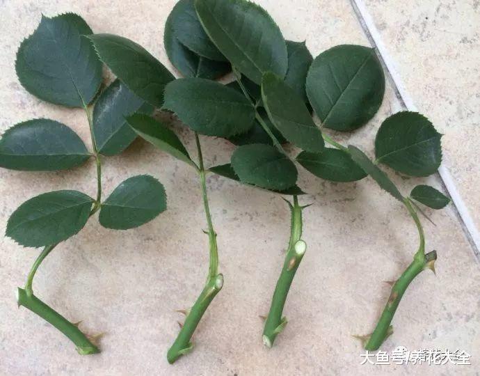 月季扦插不生根? 那就加点这个, 简单又好用!