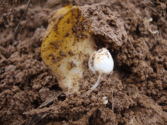 百合花繁殖有妙招, 开完花后的球茎不要扔, 种1盆长1盆!