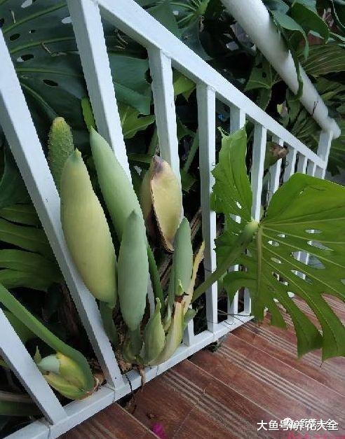 龟背竹虎皮兰也能养开花, 多少人见过?