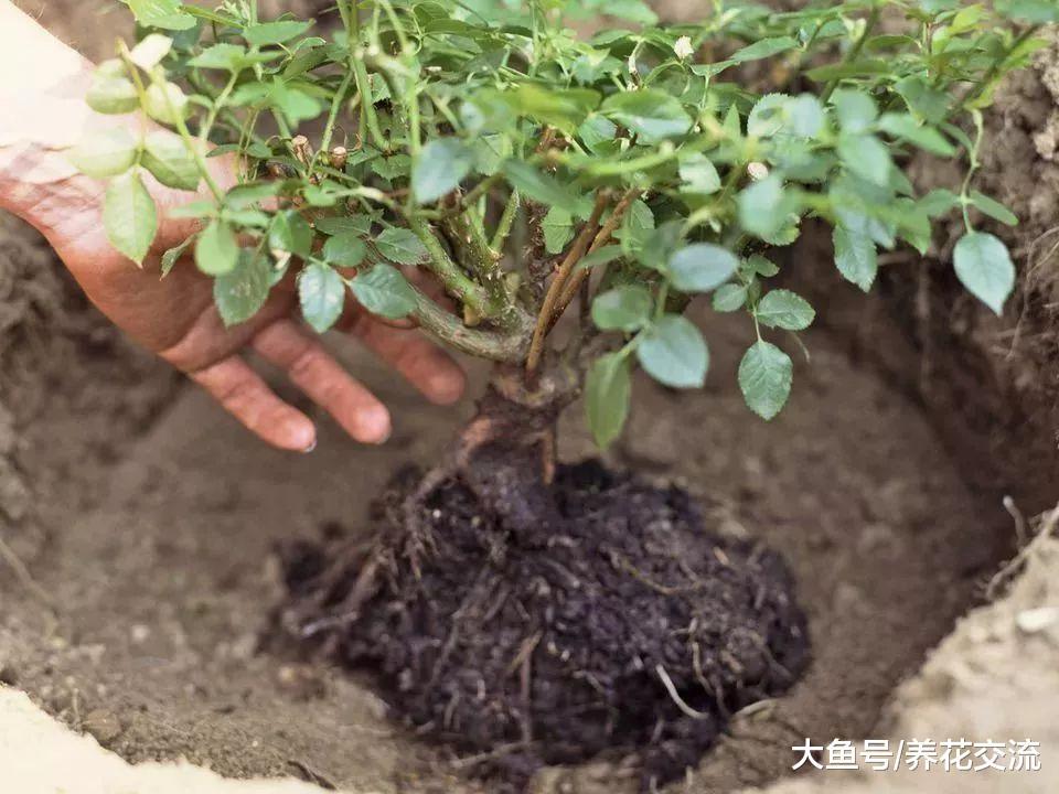 咖啡渣的6种园艺作用, 生活肥料变成养花的好东西