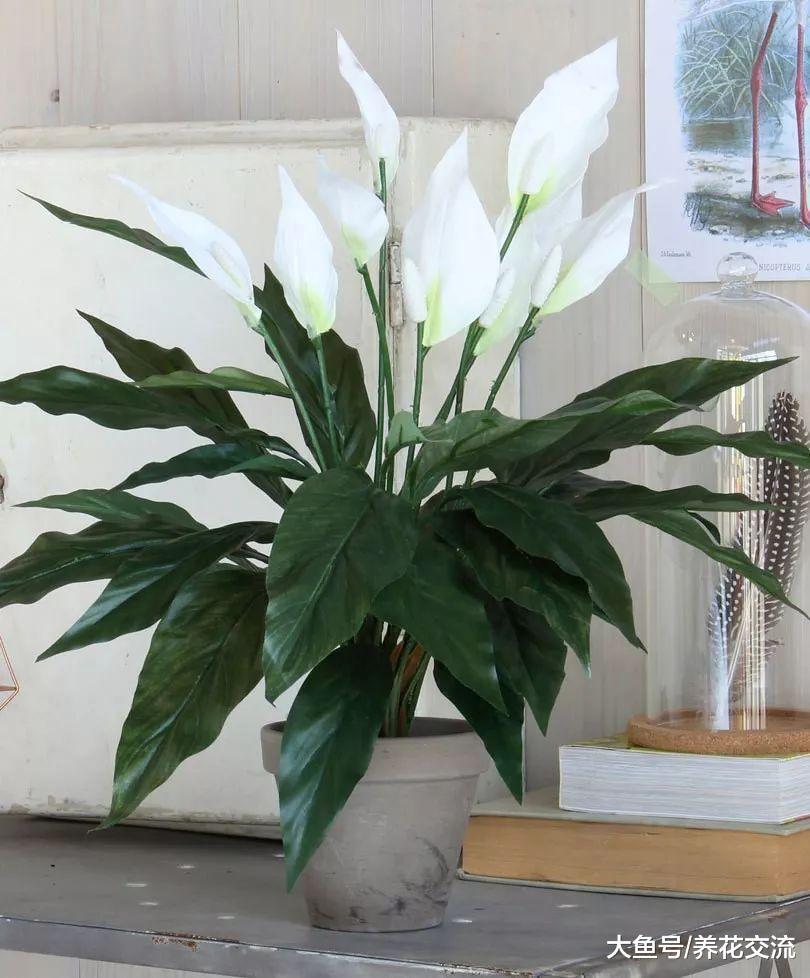 8种适合养在室内的开花植物, 养办公室的桌面上也能开花