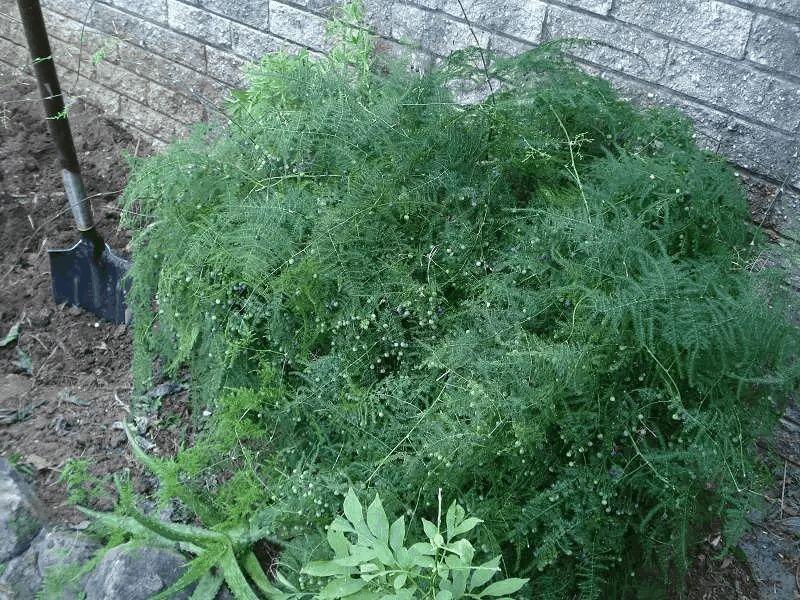 他家的文竹, 一次能结100个果, 枝条都压弯了!