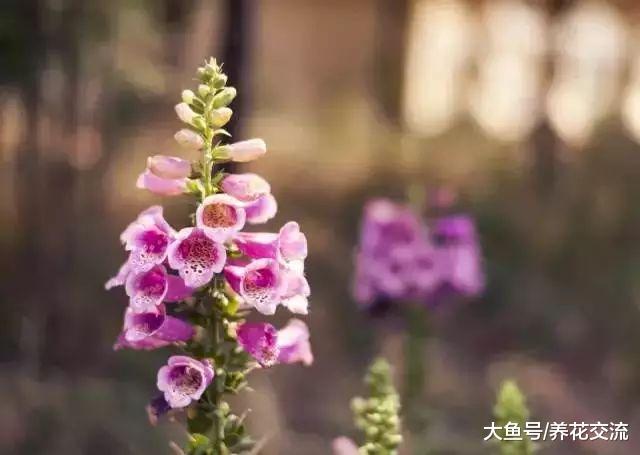 这些花在阴凉的环境下就能开花旺盛, 不用羡慕其他人