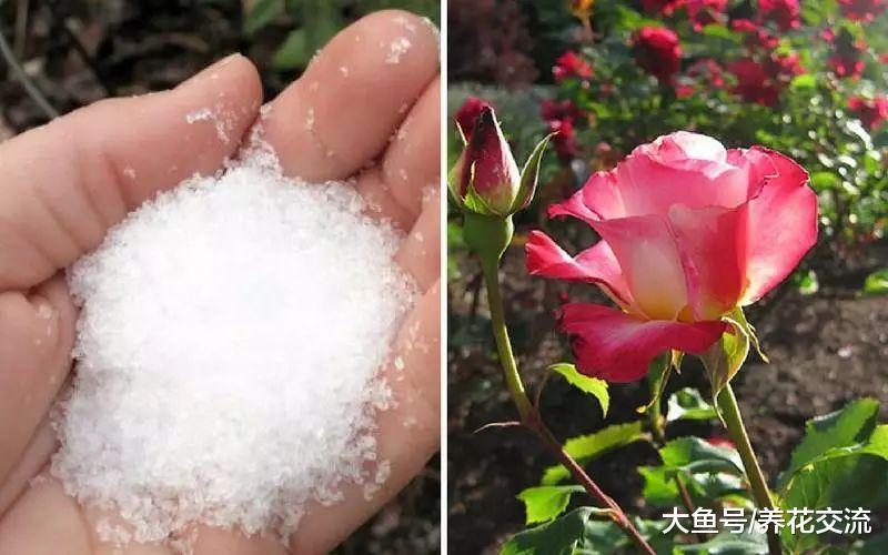 用泻盐促进月季开出灿烂的花朵, 也能很好地预防病虫害