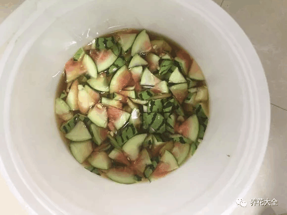 花友在家自制花肥, 最后炸了一阳台!