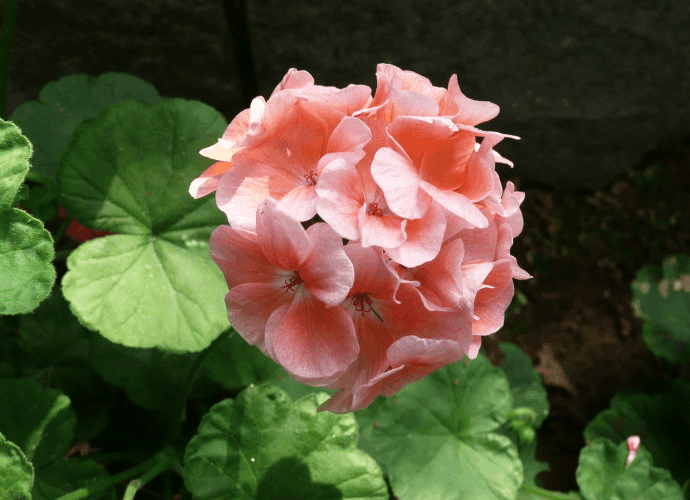 养花总掉“花骨朵”, 注意这4点, 不出几月就能开满盆