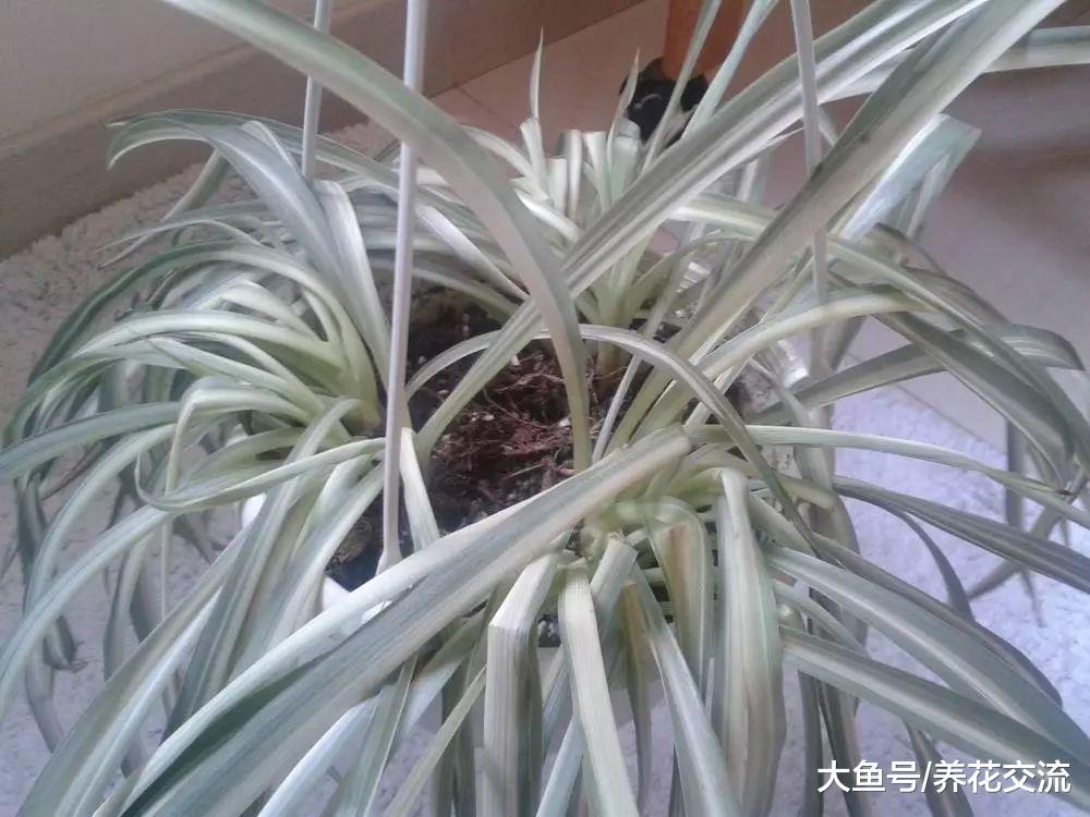 常见的几种室内盆栽植物烂根, 用这种方法处理很快能恢复健康