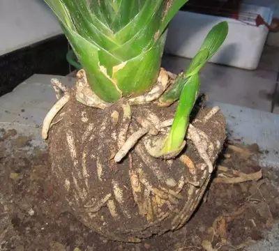 这几种花2年不换盆, 叶子耷拉没生机, 起盆后发现土壤全被“吃掉了”