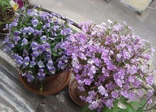 这些花平时看起来相当不起眼, 开花之后能惊艳全场, 丝毫不比名花差!