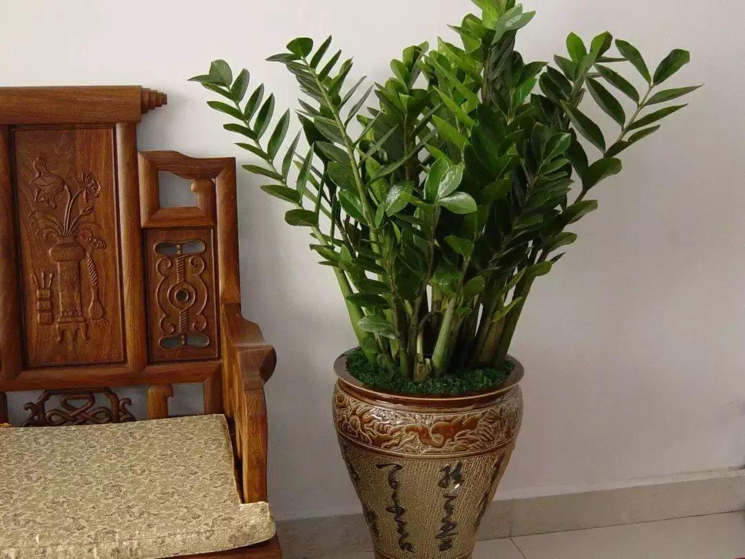 这8种富贵花, 不要乱送人, 小心把福气送走!