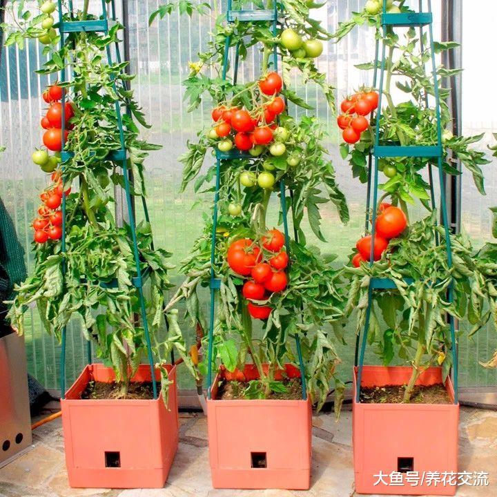 没想到养护西红柿还有这么多的浇水技巧, 想结果更多很简单