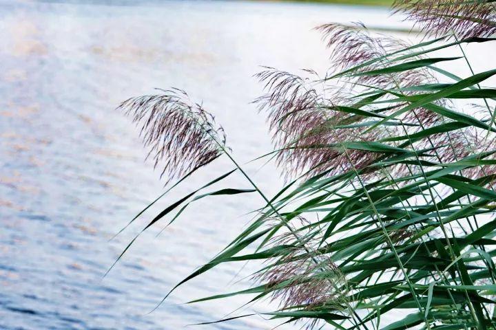 想要养花? 那就别再等, 不然留下的只有遗憾!