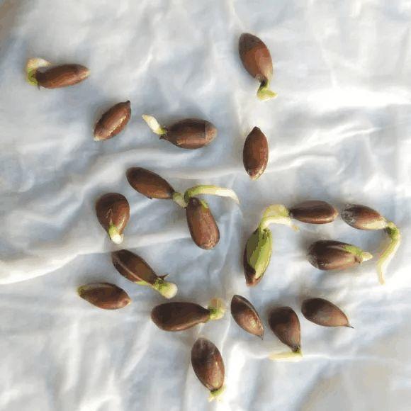 家里养盆它, 清香去异味, 果子吃一口比拔火罐还管用!