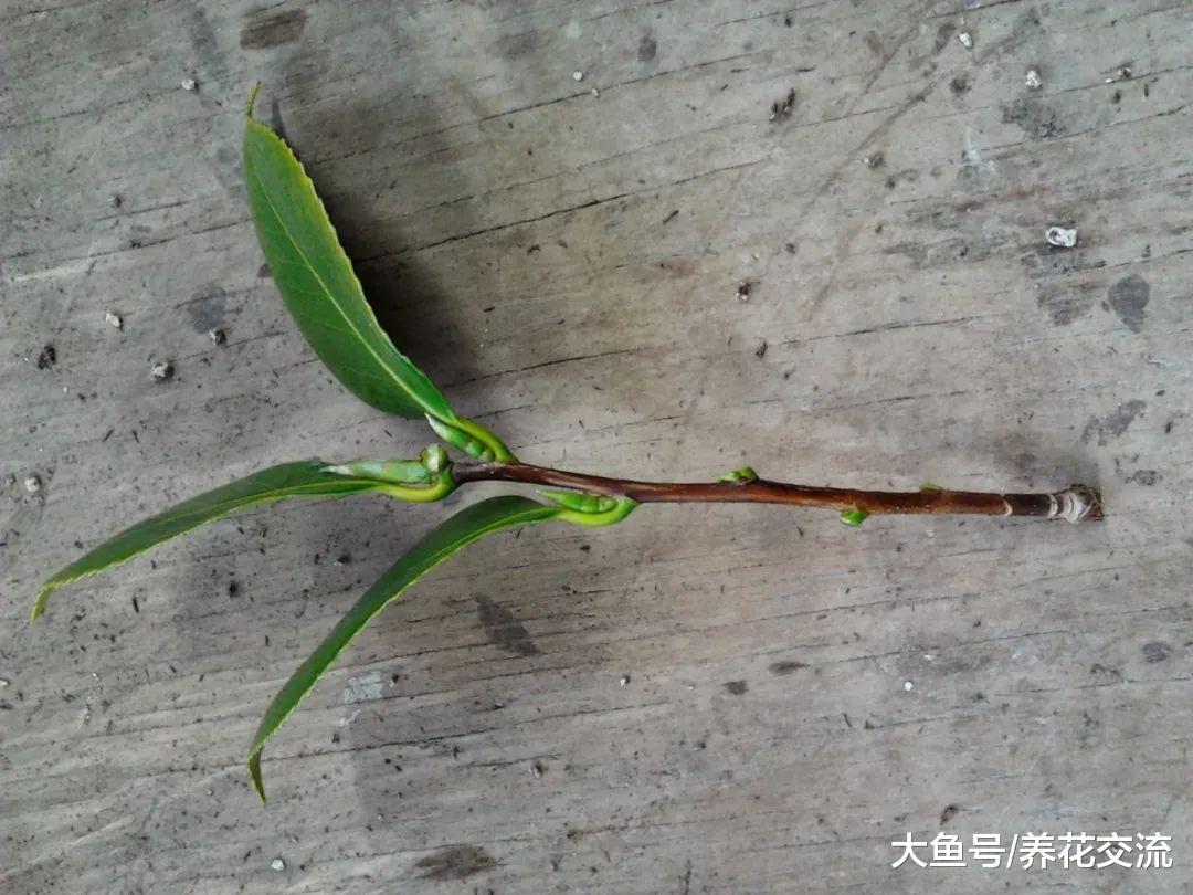 用茶花的枝条扦插繁殖, 几个月养成新的盆栽茶花