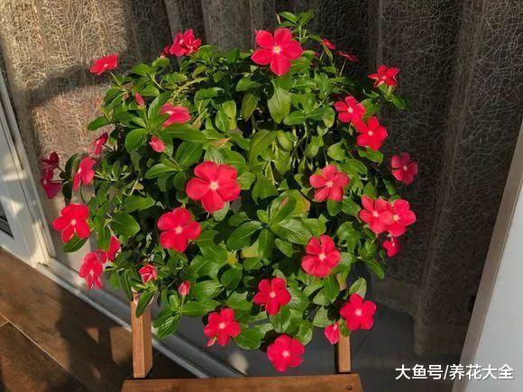 长春花掐点枝就能活, 别再舍不得了, 不然越来越瘦!