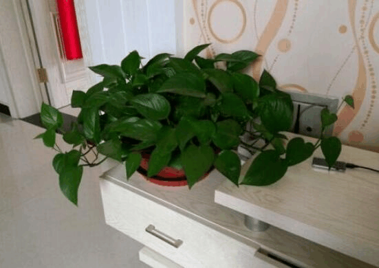 你家绿萝黄叶吗, 原来这“3个”位置不能放, 快看看你中招没!