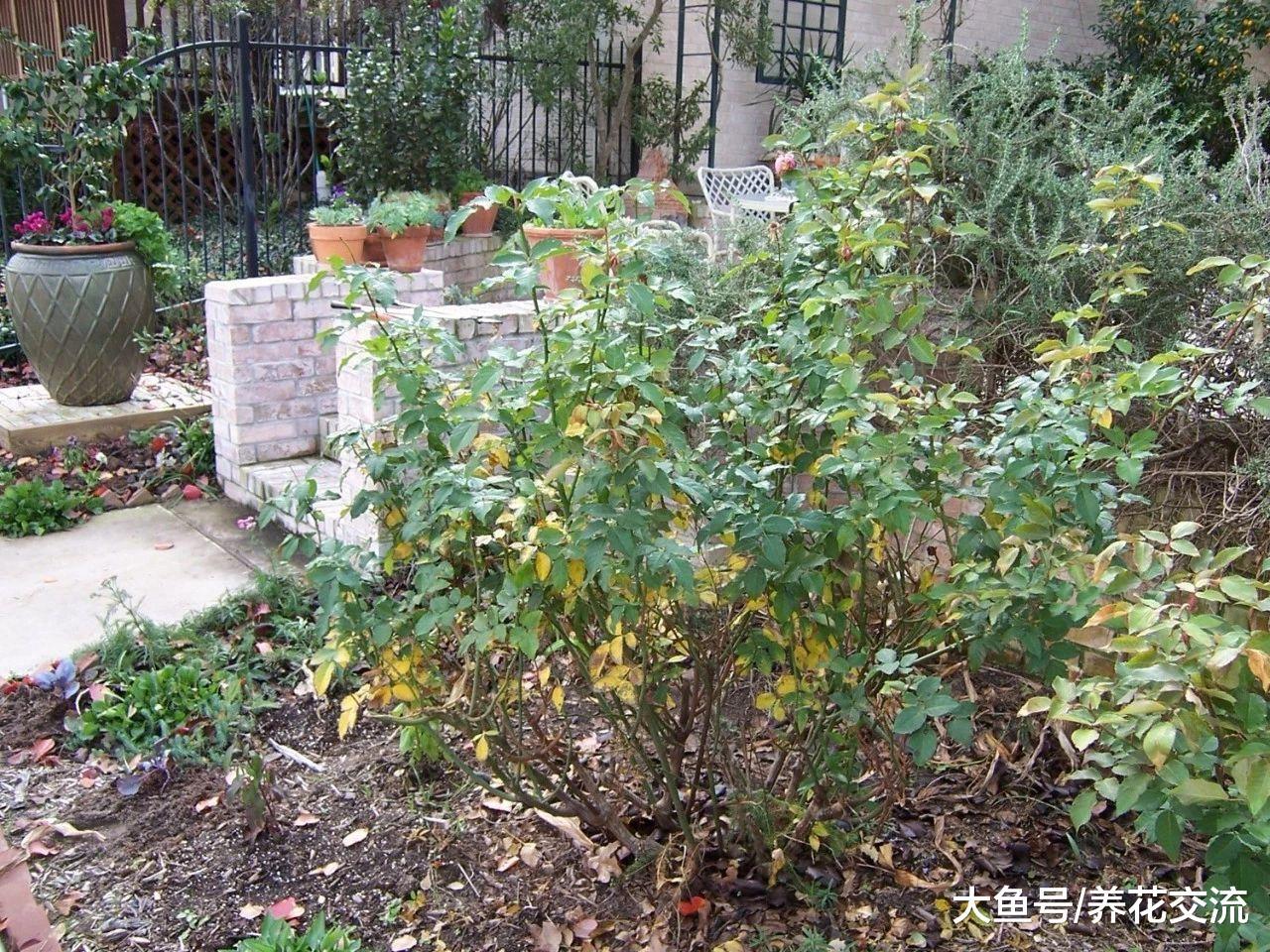 养护灌木月季掌握这些修剪技巧, 年年能不断重复开花