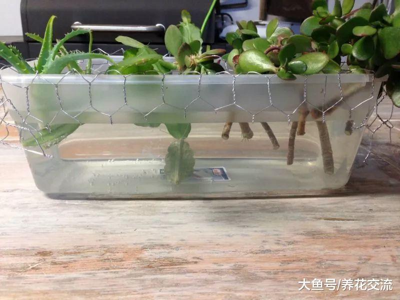 用铁丝网和塑料盒自制一个水培容器, 家里的多肉植物都能水培养护