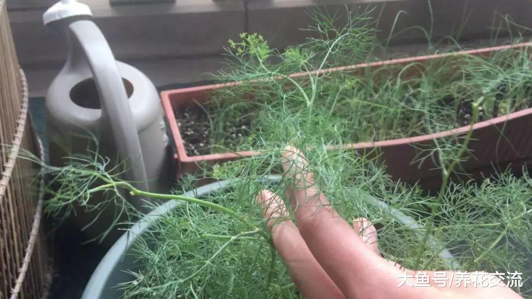 盆栽的莳萝长得特别旺盛, 叶子剪掉之后还能继续生长