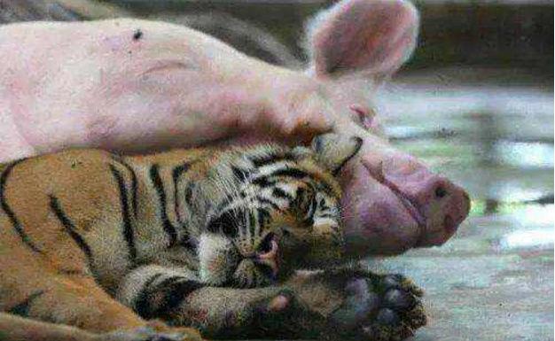 老虎从小被母猪喂养, 几个月后把母猪和老虎分开, 饲养员感到无奈