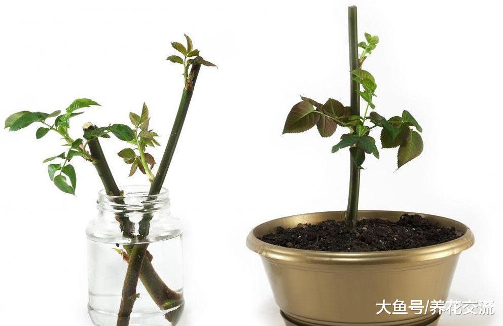 繁殖植物学会用枝条扦插, 这6种花能轻松种满整个阳台