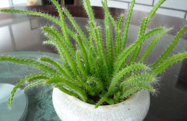 这“2样”水果核种盆里, 15天发嫩芽, 一个月就长成绿盆栽!