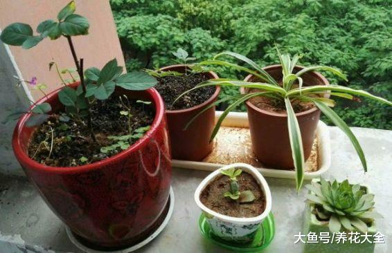 谁说只有岁数大的人爱养花? 二十岁的他却早已是养花大人!