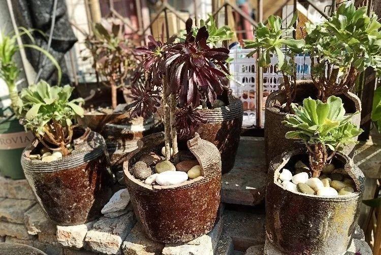 花盆太贵不敢买? 路边捡个破罐子, 秒变多肉拼盘!