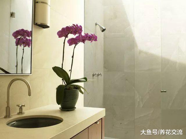 蝴蝶兰给适当的光照, 开花更好, 叶子更加亮泽