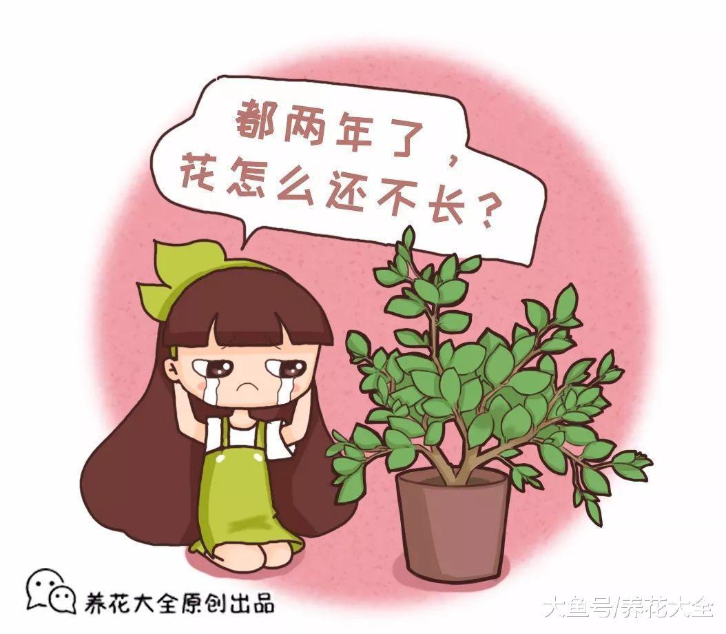 嫌弃多肉长得慢? 那就换一招, 长到花盆装不下!